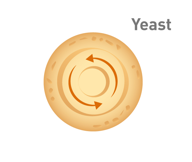 Graphic showing the centrifugation of yeast extract