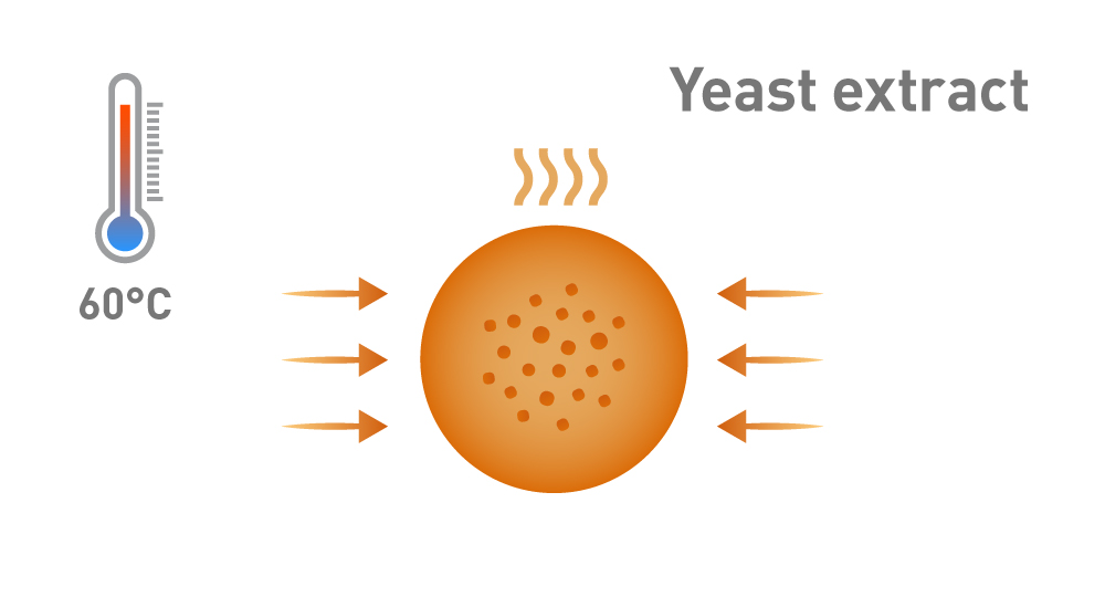 Graphic showing the evaporation and concentration of yeast extract
